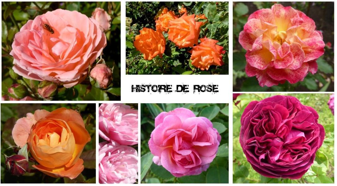 Au Rendez Vous De L'Auxois B&B Essey Εξωτερικό φωτογραφία